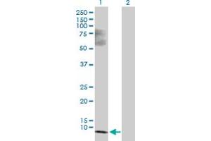 Western Blot analysis of SS18L2 expression in transfected 293T cell line by SS18L2 MaxPab polyclonal antibody. (SS18L2 anticorps  (AA 1-77))
