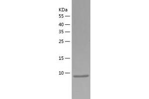 Western Blotting (WB) image for Melanoma Inhibitory Activity (MIA) (AA 25-131) protein (His-IF2DI Tag) (ABIN7123906)