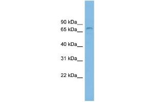 WB Suggested Anti-ZNF816A Antibody Titration: 0. (Zinc Finger Protein 816A (ZNF816A) (N-Term) anticorps)