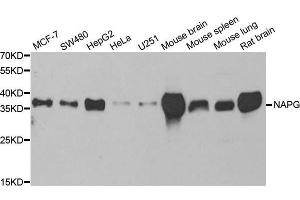 Western blot analysis of extracts of various cell lines, using NAPG antibody. (NAPG anticorps  (AA 1-312))