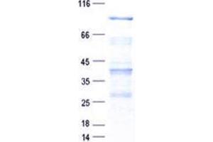 Validation with Western Blot (AGAP9 Protein (His tag))