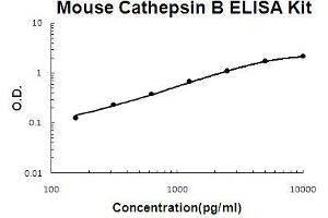 Mouse Cathepsin B PicoKine ELISA Kit standard curve