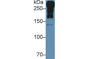 Rabbit Detection antibody from the kit in WB with Positive Control: Sample Rat Serum. (Laminin alpha 1 Kit ELISA)