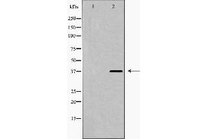 Western blot analysis of hnRPD (Phospho-Ser83) expression in 293 cell extract. (HNRNPD/AUF1 anticorps  (pSer83))