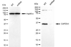 Western blotting analysis using CAPZA1 antibody (ABIN7797863).