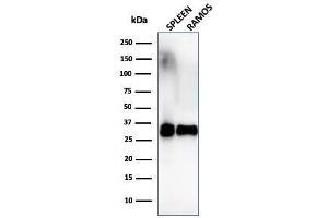 Western Blot Analysis of Ramos cells and human spleen tissue lysate using HLA-DR Monoclonal Antibody (SPM289).