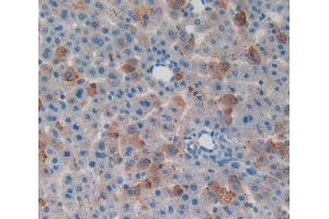 Used in DAB staining on fromalin fixed paraffin- embedded liver tissue