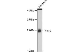 Western blot analysis of extracts of rat brain, using YKT6 antibody (ABIN7271423) at 1:1000 dilution. (YKT6 anticorps)