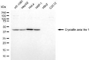 Western blotting analysis using crystallin zeta like 1 antibody (ABIN7798170). (CRYZL1 anticorps)