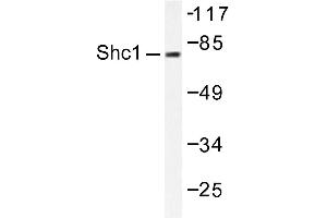 Image no. 2 for anti-SHC (Src Homology 2 Domain Containing) Transforming Protein 1 (SHC1) antibody (ABIN271910) (SHC1 anticorps)
