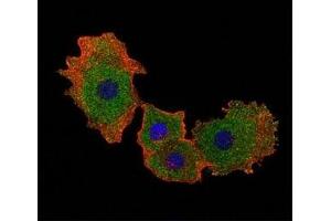 Fluorescent confocal image of MCF-7 cell stained with SMAD9 antibody at 1:25.