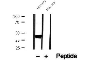 Western blot analysis of extracts of NIH/3T3 cells, using OXA1L antibody. (OXA1L anticorps  (C-Term))