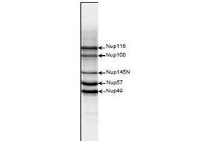 Western Blotting (WB) image for anti-Nucleoporin 98kDa (NUP98) (AA 1-466) antibody (ABIN2452066) (NUP98 anticorps  (AA 1-466))