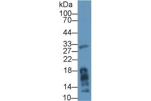 Western blot analysis of Mouse Liver lysate, using Human MGL Antibody (1 µg/ml) and HRP-conjugated Goat Anti-Rabbit antibody ( (MGLL anticorps  (AA 1-303))