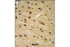 DPP10 Antibody IHC analysis in formalin fixed and paraffin embedded brain tissue followed by peroxidase conjugation of the secondary antibody and DAB staining.