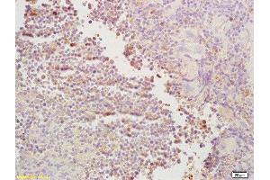 Formalin-fixed and paraffin embedded mouse spleen labeled with Rabbit Anti CDC40 Polyclonal Antibody, Unconjugated  at 1:200 followed by conjugation to the secondary antibody and DAB staining (CDC40 anticorps  (AA 481-579))