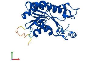 AlphaFold protein structure predicition of Mouse Recombinant Hsd17b8 Protein, UniprotID P50171