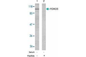 Western blot analysis of extract from NIH/3T3 using FOXO3 polyclonal antibody  .