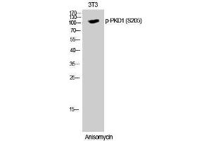 Western Blotting (WB) image for anti-Polycystic Kidney Disease 1 (Autosomal Dominant) (PKD1) (pSer205) antibody (ABIN3182603)