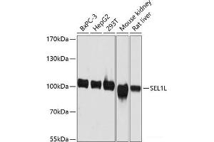 Western blot analysis of extracts of various cell lines using SEL1L Polyclonal Antibody at dilution of 1:3000. (SEL1L anticorps)