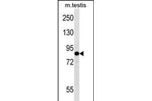 EIF2B5 Antibody (N-term) (ABIN657014 and ABIN2846194) western blot analysis in mouse testis tissue lysates (35 μg/lane). (EIF2B5 anticorps  (N-Term))