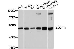 Western blot analysis of extracts of various cell lines, using SLC1A4 antibody (ABIN6292419) at 1:1000 dilution. (SLC1A4 anticorps)