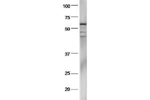 Mouse stomach lysates probed with Anti-pan-Cytokeratin Polyclonal Antibody, Unconjugated  at 1:5000 90min in 37˚C.