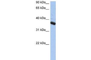 WB Suggested Anti-BUB3 Antibody Titration: 0.