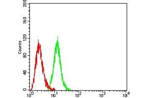 Flow cytometric analysis of Hela cells using CAPN1 mouse mAb (green) and negative control (red).