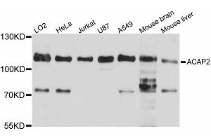 Western blot analysis of extracts of various cell lines, using ACAP2 antibody. (Centaurin beta 2 anticorps)