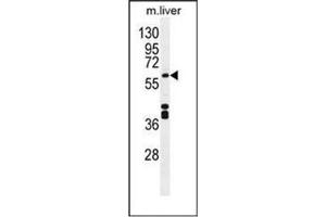 Western blot analysis of CYP1A2 Antibody (Center) in Mouse liver tissue lysates (35ug/lane). (CYP1A2 anticorps  (Middle Region))