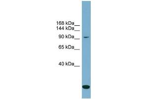 WB Suggested Anti-SLC12A4  Antibody Titration: 0.