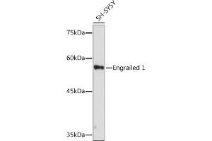 Western blot analysis of extracts of SH-SY5Y cells, using Engrailed 1 Rabbit mAb (ABIN7266949) at 1:1000 dilution. (EN1 anticorps)