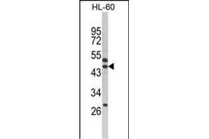 Western blot analysis of SERPINB7 Antibody (Center) (ABIN652538 and ABIN2842363) in HL-60 cell line lysates (35 μg/lane). (SERPINB7 anticorps  (AA 108-137))