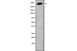 Western blot analysis of DUET using HUVEC whole cell lysates (KALRN anticorps  (Internal Region))