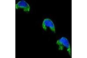 Confocal immunofluorescent analysis of CYP1A2 Antibody (Center) Cat. (CYP1A2 anticorps  (Middle Region))