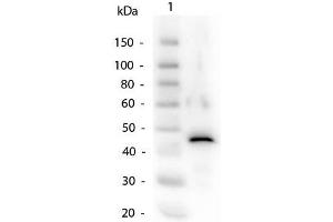 Western Blot of Alcohol Dehydrogenase Antibody. (Alcohol Dehydrogenase (ADH) anticorps)