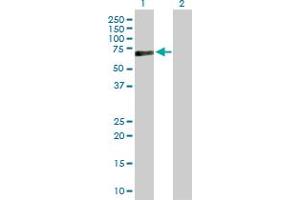 Western Blot analysis of PRF1 expression in transfected 293T cell line by PRF1 MaxPab polyclonal antibody. (Perforin 1 anticorps  (AA 1-555))
