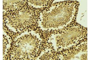 ABIN6268696 at 1/100 staining Mouse testis tissue by IHC-P.