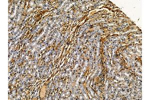 ABIN7095279 and ABIN7099336 at 1/100 staining mouse kidney tissue by IHC-P.