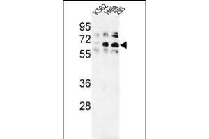 Western blot analysis of TRIP13 Antibody (N-term) (ABIN389357 and ABIN2839463) in K562, Hela, 293 cell line lysates (35 μg/lane). (TRIP13 anticorps  (N-Term))