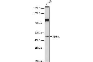 Western blot analysis of extracts of K-562 cells, using SEH1L antibody (ABIN7270189) at 1:1000 dilution. (SEH1L anticorps)