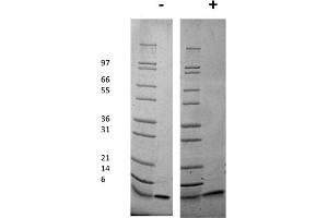 SDS-PAGE of Mouse Insulin-like Growth Factor I Recombinant Protein SDS-PAGE of Mouse Insulin-like Growth Factor I Recombinant Protein. (IGF1 Protéine)