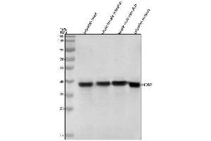 Western blot analysis of NDR2 using anti-NDR2 antibody (A).