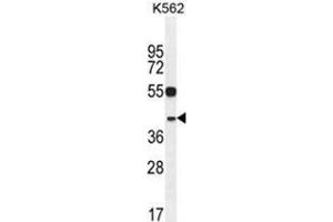 YOD1 Antibody (C-term) western blot analysis in K562 cell line lysates (35 µg/lane). (YOD1 anticorps  (C-Term))