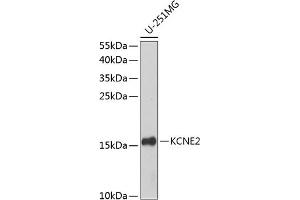 Western blot analysis of extracts of U-251MG cells, using KCNE2 antibody  at 1:1000 dilution. (KCNE2 anticorps  (AA 1-100))