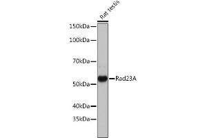 Western blot analysis of extracts of various cell lines, using Rad23A Rabbit mAb (ABIN7269824) at 1:1000 dilution. (RAD23A anticorps)