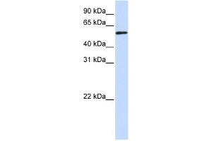 WB Suggested Anti-TADA3L Antibody Titration:  0. (TADA3L anticorps  (Middle Region))