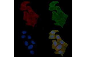ABIN6261509 and ABIN6278567 staining Hela cells(24h of starvation treatment) by IF/ICC. (ELAV2/4 anticorps  (Internal Region))