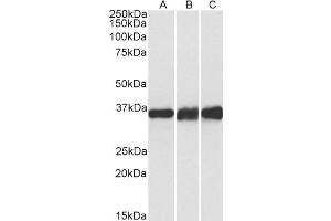ABIN5539548 (0. (LDHB anticorps  (Internal Region))